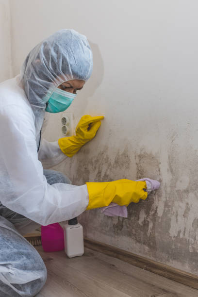 Best Mold-Related Health Consultation  in New Castle Northwest, PA