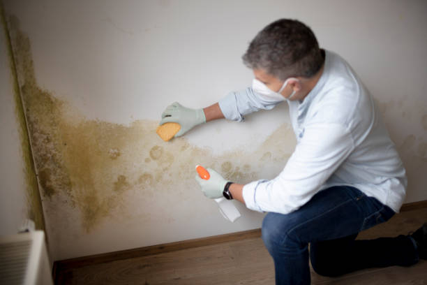 Mold Odor Removal Services in New Castle Northwest, PA